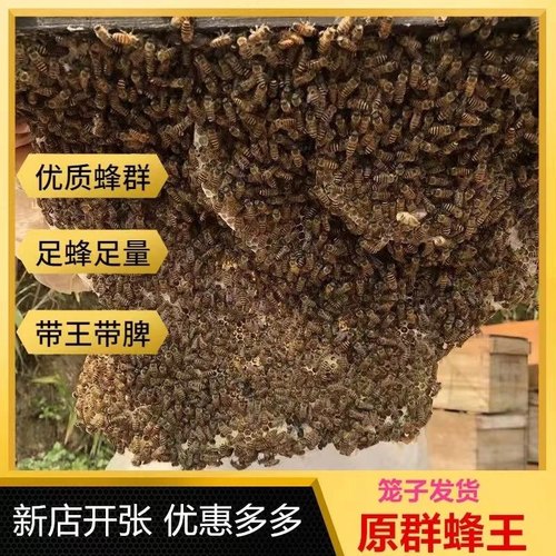中华蜜蜂蜂群带王活体养殖带子中蜂阿坝蜂箱土蜂出售笼蜂新手试养