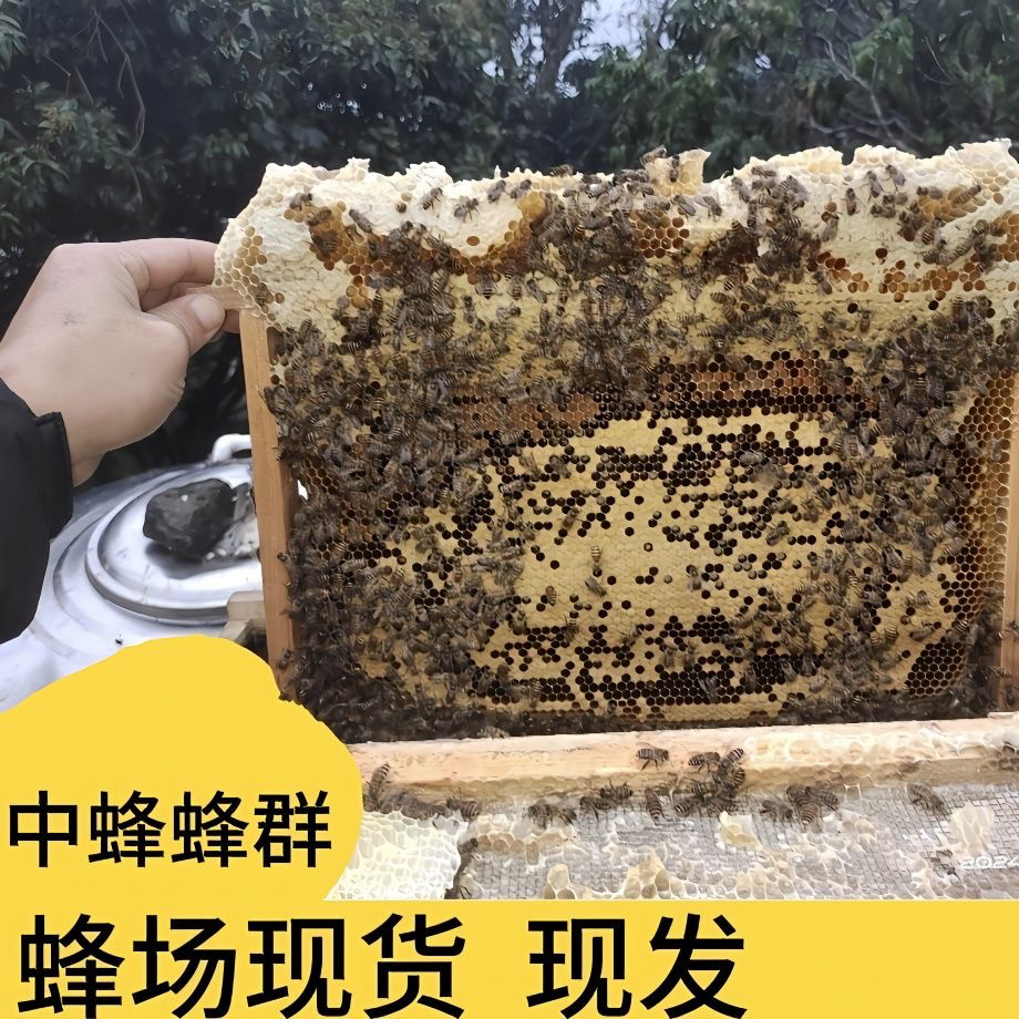 活体蜜蜂中华蜂群开产王中蜂土蜂群笼蜂带子脾一整箱授粉蜂包邮