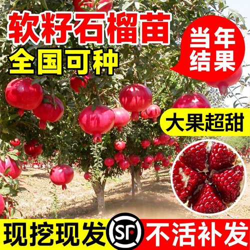 突尼斯软籽石榴树树苗盆栽地栽四季庭院果树无籽甜大红袍石榴果苗