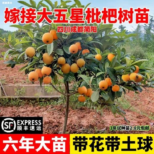 大五星枇杷果树果苗嫁接特大果无核砂糖白玉枇杷苗树常绿庭院大树