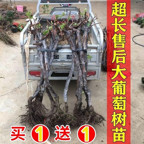 葡萄树苖特大巨峰无籽阳光玫瑰葡萄苗蓝宝石南爬藤北方种当年结果