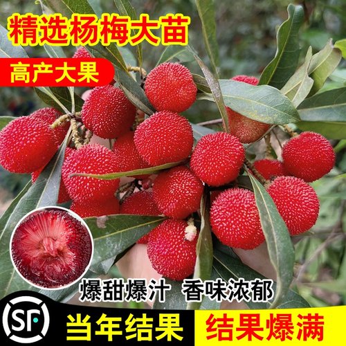 杨梅苗树苗正宗嫁接东魁杨黑炭梅苗盆栽南方地栽特大果苗当年结果