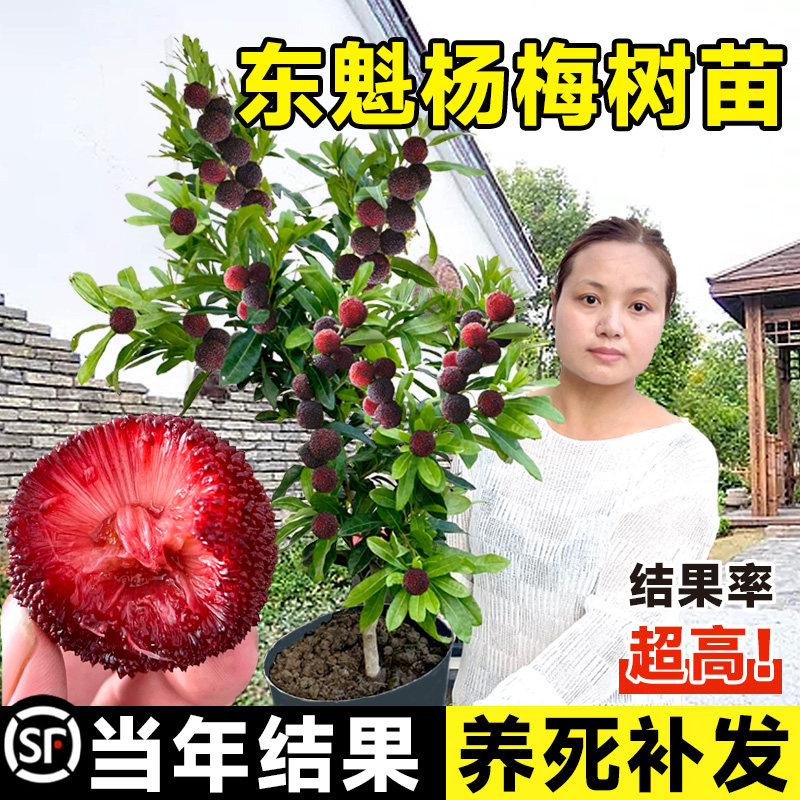 仙居东魁杨梅树树苗带土南方嫁接活页胶圈