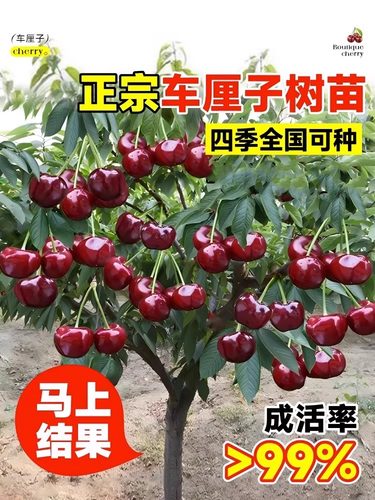 双季矮化种植树苗车厘子特大樱桃当年盆栽地栽南方北方结果种植苗