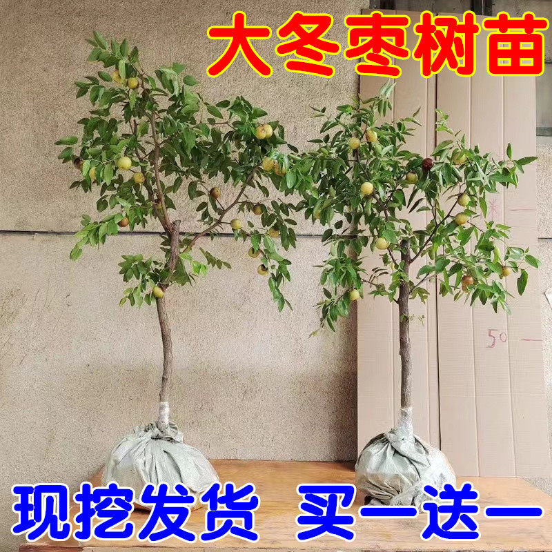 枣树活苗特大冬枣嫁接特大南北方种植庭院葫芦枣树果树果苗好养活,3C数码配件,送话器,淘宝优惠券,粉丝福利购,淘宝优惠卷