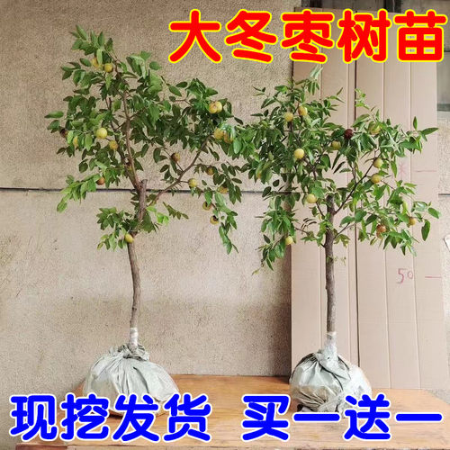 枣树活苗特大冬枣嫁接特大南北方种植庭院葫芦枣树果树果苗好养活