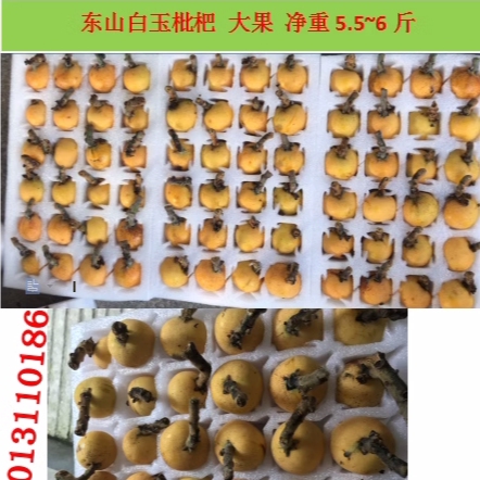 礼盒装枇杷果72孕妇礼盒装枇杷果图片