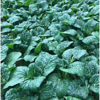 露天菜现采现发东山香青菜5斤装霜冻菜 炒着吃煮菜饭都好吃坏包赔,水产肉类/新鲜蔬果/熟食,叶菜类,淘宝优惠券,粉丝福利购,淘宝优惠卷