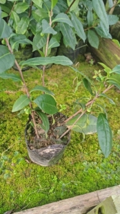 苏州东山洞庭碧螺春小山种茶苗带土包发货和图片差不多包活