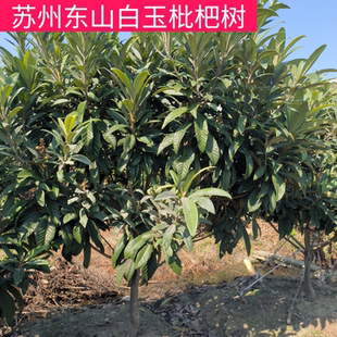 10月发货2.0米多大树苏州东山白玉枇杷树苗超甜品种带土包活已嫁