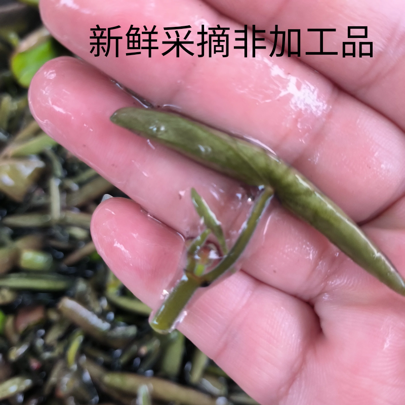 现采现发的苏州东山太湖莼菜1斤装新鲜莼菜非腌制的坏包赔