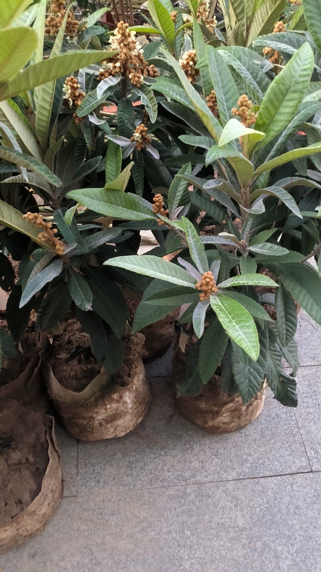 100%活苏州东山纯甜白玉枇杷树苗带土带花带叶大杯苗1.0米带花苞