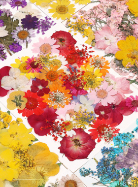 押花混合干花树叶粘贴画压花真花植物标本手工滴胶干花diy材料包