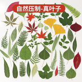 真树叶粘贴画植物标本绿叶套装 diy材料包叶子压花手工书签干花