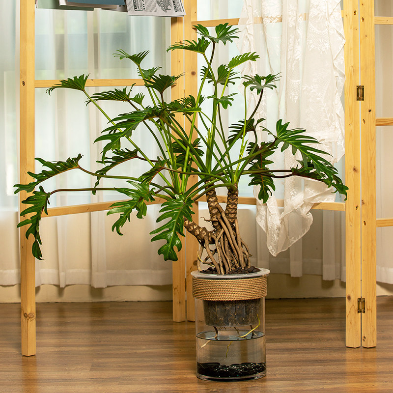 天南星科龙鳞小天使水培植物室内好养绿植盆栽玻璃瓶蔓绿绒仙春羽