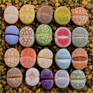 多肉植物生石花组合拼盘肉肉盆栽屁股花PP花屁屁花石生花