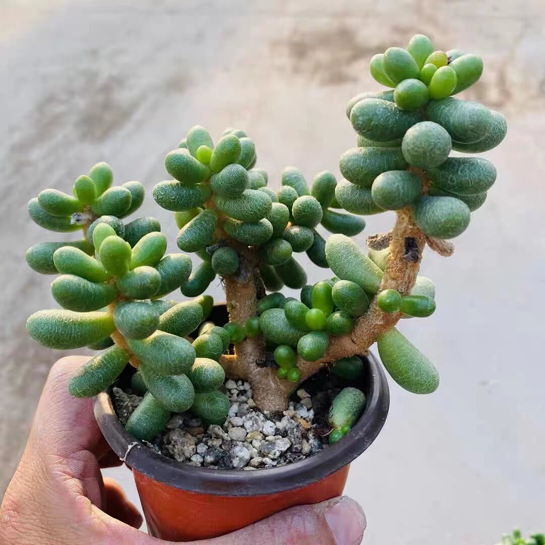 绿龟卵多肉植物新手肉肉植物超萌可爱肉肉组合盆栽室内花卉绿毛豆