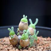 碧光环兔耳朵多肉番杏科小兔子小型绿植适合阳台家庭盆栽小萌肉