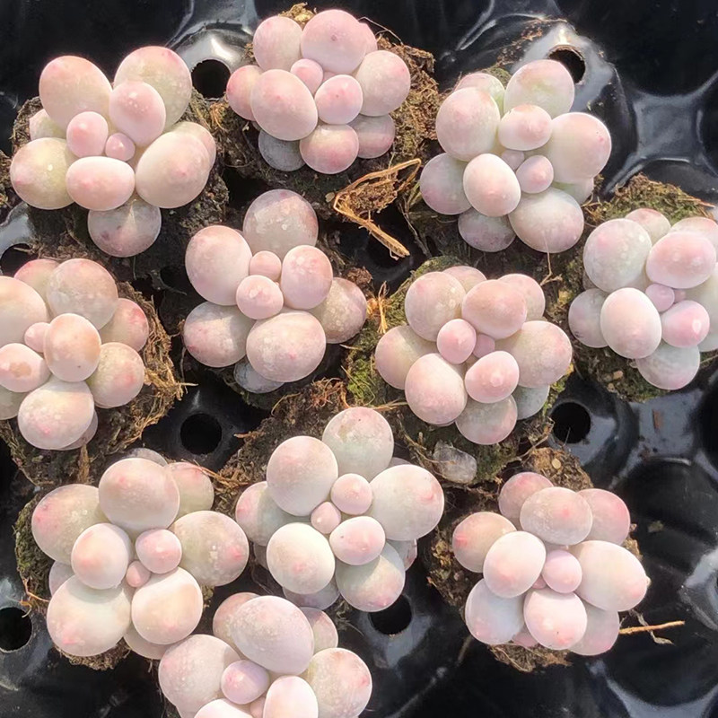 汤圆多肉植物韩国新品糖豆手指奶酪迷你超萌控养小萌物奶酪