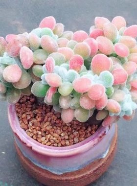 蒂亚老桩缀化多肉植物