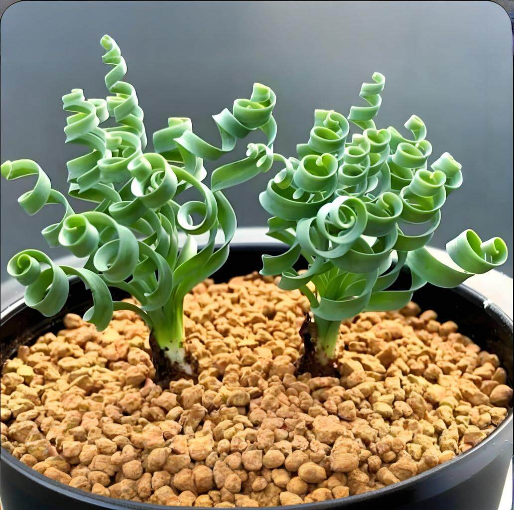 弹簧草多肉植物稀有品种块根球根贵货O属宽弹对版绿盆栽