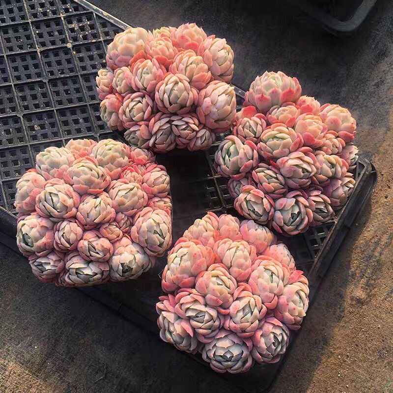 胭脂贝瑞多肉植物盆栽 老桩群生冰梅香水包子奶油贝瑞实拍