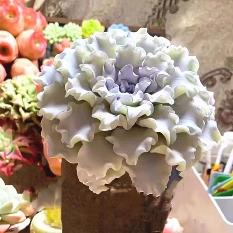 多肉植物饺子皮群生防辐射