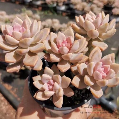 绿植幽灵公主超好养阳台多肉植物