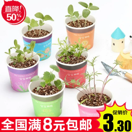 Творческий микроалландский мини -тис