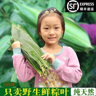 湖南粽子叶新鲜现摘野生大粽叶天然包粽子叶子粽叶粽叶箬竹100张