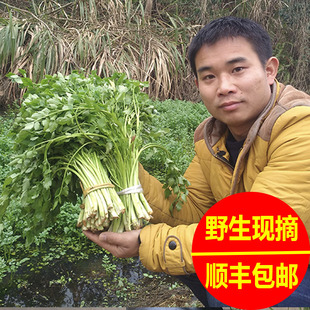 顺丰包邮现采野生水芹菜 新鲜野芹菜湖南当季生鲜蔬菜野菜1/3/5斤