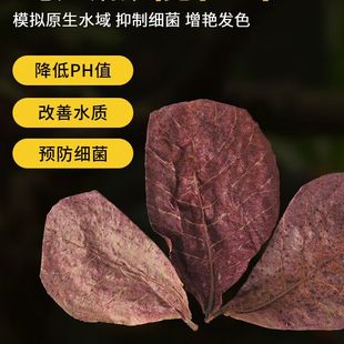 榄仁叶斗鱼懒人叶鱼缸降酸PH值调节剂乌龟龙眼叶水族造景叶子