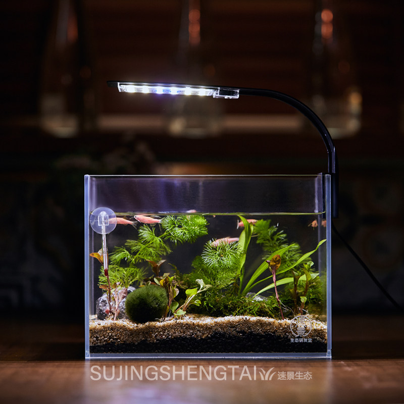 生态微景观小鱼办公室diy鱼缸造景微生态创意小型客厅鱼缸免换水