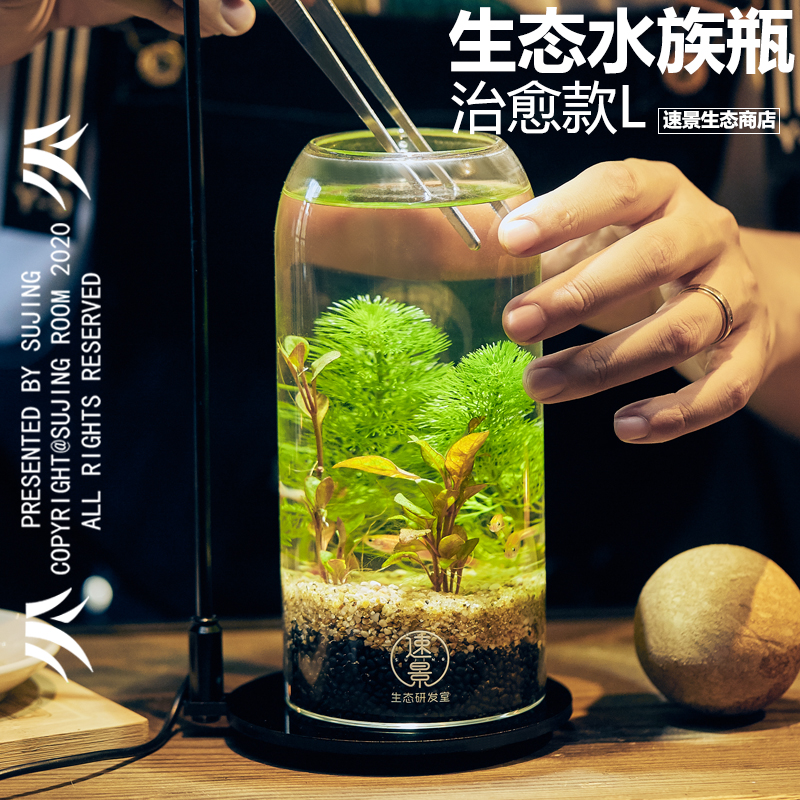 生态瓶微景观鱼造景斗鱼玻璃瓶水族办公桌面客厅创意观赏免换水