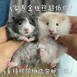家养长毛金丝熊仓鼠卷直毛黑波蜜波黄波火波奶油波利仓鼠活体小宠