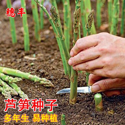 芦笋种子阳台盆栽农家四季多年生