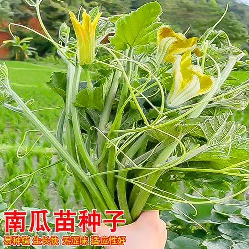 专吃藤茎嫩叶四季阳台盆栽南瓜苗