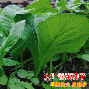 四季大叶甜春菜种子潮州春菜小芥菜籽香芥菜耐寒热阳台盆栽蔬菜孑