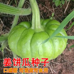姜饼瓜种子云南蔬菜种子特色绿皮姜柄瓜种子黑美瓜贝贝南瓜小绿嫩