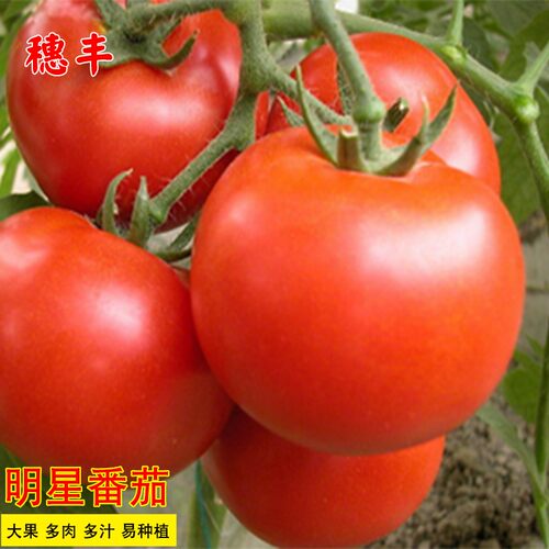 蔬菜明星大番茄红果春季高产种子