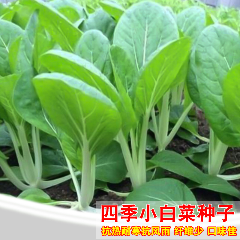 农家四季本土阳台盆栽小白菜