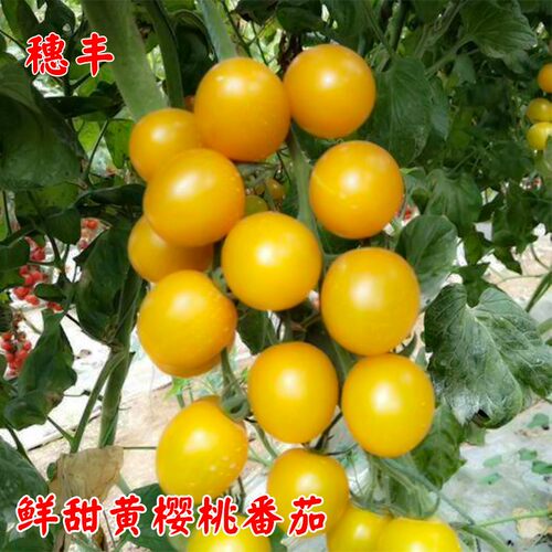 蔬菜黄樱桃小西红柿四季番茄种子