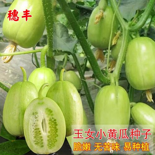 盈科春秋阳台盆栽小黄瓜易种