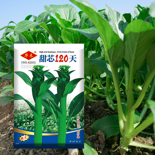 四季甜菜心种子耐抽苔甜芯菜苔种籽迟熟露地大棚农家盆栽蔬菜种子