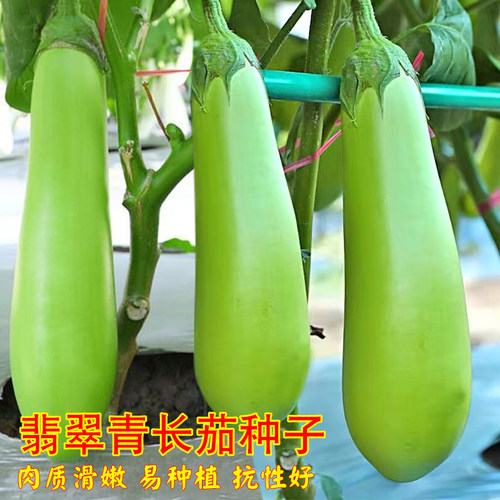 翡翠长茄种子青茄子高产蔬菜种籽