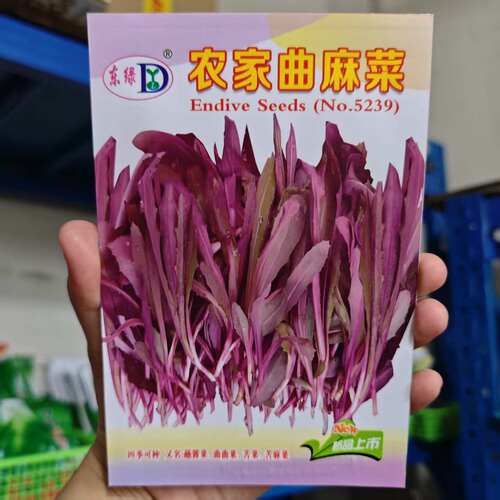 农家曲麻菜种子红色曲曲菜紫红苦麻菜四季可种蘸酱菜农家苦菜种子