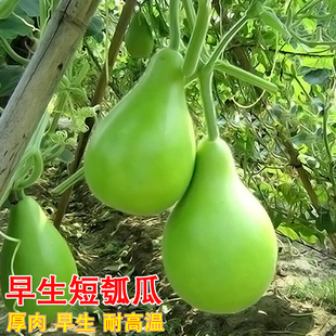 高产四季 早生瓠瓜种子肉瓜短浦种籽葫芦瓜瓢瓜耐热春秋季 蔬菜种孑