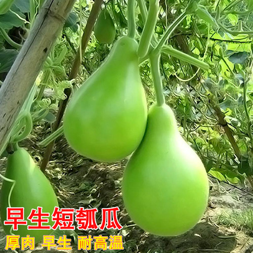 蔬菜早生耐热高产四季瓠瓜