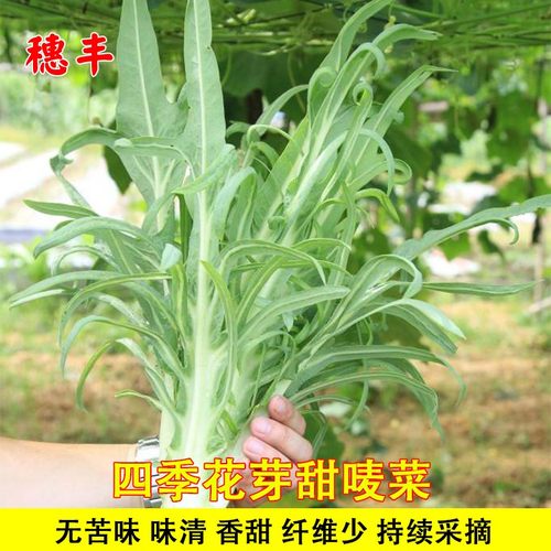 花芽四季播种香油麦苦农家蔬菜