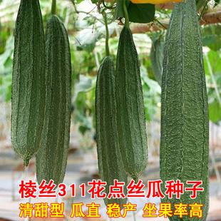 大肉棱丝瓜苗秧种子花点子浅棱角瓜子春季蔬菜苗菜苗孑长秧苗种子